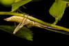 CollectionObject 2744363; 9cb10cb6-8e86-450c-9176-4ceb614ef685: Male. Lateral view. Lago Lanalhue, Biobío, Chile. Photo: Francisco Rivas. (CollectionObject).