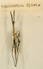CollectionObject 1557941; 22853e23-0ed4-4c2a-9e52-d1f460393379: copyright NHRS, Stockholm. male (holotype). (CollectionObject).