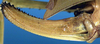 CollectionObject 1517321; a62e69a9-33bb-4cbd-9b31-68bbf7e13bcb: female ovipositor (holotype). (CollectionObject).