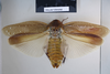 Rhabdoblatta ridleyi (Kirby, 1903): Copyright NHM, London. Holotype female of Heterolampra ridleyi, dorsal view. (Otu).