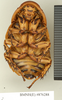 CollectionObject 1573031; 540aa473-11c4-4d72-96c5-9dec3f16290f: Copyright Natural History Museum, London. Non-type (adult male) in BM(NH). Ventral view. (CollectionObject).
