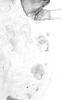 Aedeagus, lateral view.: Tubercles of abdominal segments of A. urticata. (Observation).