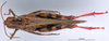 CollectionObject 1530664; 7eeebed3-8622-4c7e-9567-3f46908fc93f: female, dorsal view (syntype of Caloptenus vulcanius). (CollectionObject).