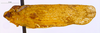 Habitus, lateral view on Diastracis elpenor (Fennah, 1957) now Diastracis nebulosa (Melichar, 1902): (Observation).