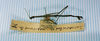 CollectionObject 1561481; d9f9024c-1d4f-42ce-b2a5-688235f74adb: copyright MNHN, Paris. male (syntype). (CollectionObject).