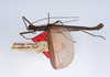 CollectionObject 1557227; 8a936a68-9978-4ad0-ad2d-d85b9bc80312: copyright ZMUH, Hamburg. male, lateral view (syntype). (CollectionObject).