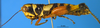 CollectionObject 1567410; 3a5898b1-1097-4fb0-960c-a755cc59e36e: female, lateral view (syntype). (CollectionObject).