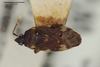 Austroxestus australiensis Woodward, 1979: Austroxestus australiensis. Neotype. (BMNH) - (CC BY-NC 4.0) Photo by Stuart Cole, reproduced with permission from the Natural History Museum, London, UK. (Otu).