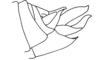 Bryophilacris muscicolor Descamps, 1976: Fig. 41. female abdomen tip, lateral view. (Otu).