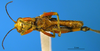 CollectionObject 1505380; baf8d91f-1fe7-4e41-8778-f60797d47bfd: male, ventral view (syntype). (CollectionObject).