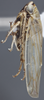 Habitus, lateral view: !! display not done !! on Exitianus frontalis (Distant, 1917): Lateral. (Observation).