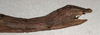CollectionObject 1559730; NMW 449, 0c9c7c4b-f5ac-4f63-8149-efc9f6c78f44: copyright NMW, Vienna. female: end of abdomen, lateral view of Stheneboea (Medaura) brunneri (holotype). (CollectionObject).