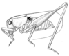 Eremopedes (Eremopedes) covilleae Hebard, 1934: Pl. II, Fig. 2 (type). male (body length 17.5 mm). (Otu).