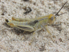 Melanoplus angustipennis (Dodge, 1877): nymph (about 9 miles SW of Alliance, Nebraska, 26 June 2020). (Otu).