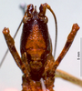CollectionObject 1503286; 7ee12bd4-0afb-4546-a722-cee242a834c2: male frons. (CollectionObject).