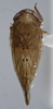 Habitus, dorsal view: (Observation).