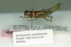 CollectionObject 1524463; 3a23ead4-a42d-467c-8dda-6adb7b2c48ad: Image Carbonell, C.S. male (holotype). (CollectionObject).