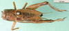 CollectionObject 1500746; cbcd349f-256a-4724-a8bb-66c589c346cd: male, dorsal view (lectotye). (CollectionObject).