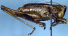 Sphyrometopa atlantica Rentz, 1976: female, lateral view (paratype). (Otu).