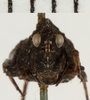 CollectionObject 1529960; NHRS NRM-ORTH 9352, 3d69ebd8-b6ac-4da0-9dd0-f265b1ae80a5: female, frontal view (holotype). (CollectionObject).