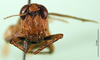 CollectionObject 1502789; 48972000-6978-4ffd-afb9-c53d6e3bfd5c: female, frontal view (paratype). (CollectionObject).