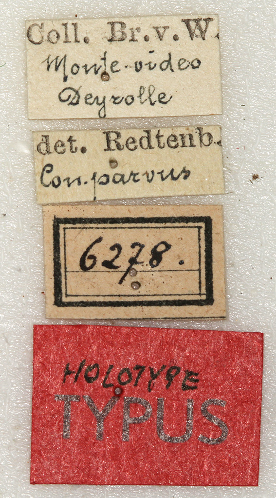 labels (holotype). Depicts CollectionObject 1531642; f052cf30-c1fd-4f51-9880-e53272acefd0, a CollectionObject.