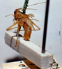 CollectionObject 1567102; 8af1205c-9cd8-450e-b172-46fb02b5635b: male, lateral view (syntype). (CollectionObject).