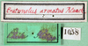 CollectionObject 1595445; 47837a18-901b-493f-9211-5a29fa518c14: labels. (CollectionObject).
