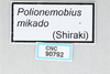CollectionObject 2869080; CNCI 90792, cb330345-09a7-4c0d-928b-a30f62328c81: polionemobius mikado. (CollectionObject).