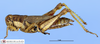 CollectionObject 1515070; dc26d689-2117-4806-85ec-22ac2abec597: female, lateral view (allotype). (CollectionObject).