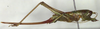 Thumelinia waminda Rentz, 2001: female habitus, lateral view (paratype). (Otu).