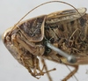 CollectionObject 1539770; 68016413-708a-4add-a030-55150933854f: female pronotum lateral (holotype). (CollectionObject).
