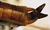 CollectionObject 1564993; 0c74875a-8e60-4bca-918b-c0fad235b41b: male abdomen tip, dorsal view (holotype). (CollectionObject).