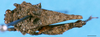 CollectionObject 1505037; 6c6caa1a-f162-4b80-82c9-40923e3fa814: female, dorsal view (syntype). (CollectionObject).