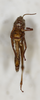 CollectionObject 1528789; c1636cfb-6553-4719-8e12-8c764a0f6511: female, ventral view (holotype). (CollectionObject).