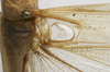 CollectionObject 1535041; 62e50921-dcb8-4dc6-874a-ec05c024a037: male stridulatory apparatus (lectotype). (CollectionObject).