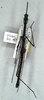Antongilia pungens Redtenbacher, 1906: copyright NMW. male (holotype). (Otu).