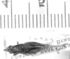 Eujivarus fusiformis Bruner, 1911: male, dorsal view (allotype?). (Otu).