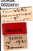 CollectionObject 1505138; de091cd1-2398-42cc-839a-1333297f3be8, DORSA D022XF01: labels (syntype). (CollectionObject).