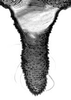 Aedeagus, ventral view.: Cauda (CA) of A. craccivora. (Observation).