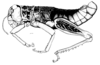 Bufonacris claraziana (Saussure, 1884): Fig. 50. male habitus. (Otu).
