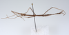 CollectionObject 1559866; c2cb55f4-bec6-4fa6-b676-c300a3afacc1: copyright ZMUH, Hamburg. male, lateral view (holotype). (CollectionObject).