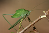 Lunidia viridis Hemp, 2010: male nymph. (Otu).