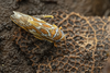 Live specimen on Diomma (Diomma) pulchrum (Matsumura, 1916): (Observation).