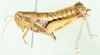 female, lateral view (syntype). Depicts CollectionObject 1566259; 1cbf1358-a25a-48c4-840b-6f9aec6f18f6, a CollectionObject.