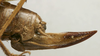 CollectionObject 1535936; 1148ee75-0b03-450d-bb76-46ee0fa2f8e4: female ovipositor (syntype). (CollectionObject).