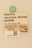 CollectionObject 2071165; NHMUK015982161, ddc34b7e-155f-4539-8da2-d4025a00ead2: labels (syntype). (CollectionObject).
