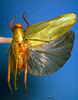 CollectionObject 1502842; 7d02e102-b604-4f54-b06f-7d98a6e4242f: female, dorsal view (syntype). (CollectionObject).
