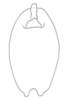 Anal tube processes: (Observation).
