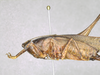 CollectionObject 2208340; MPEGMPEG 05035883, 54ca76cc-304e-48ea-832e-e9a6f5bc0905: Female habitus, lateral view. (CollectionObject).